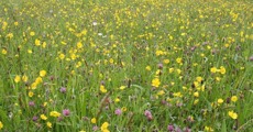 The colourful sight of a wildflower meadow