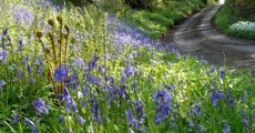 Bluebells and ferns in Foxholes lane