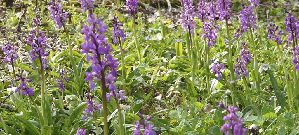 Early purple orchids
