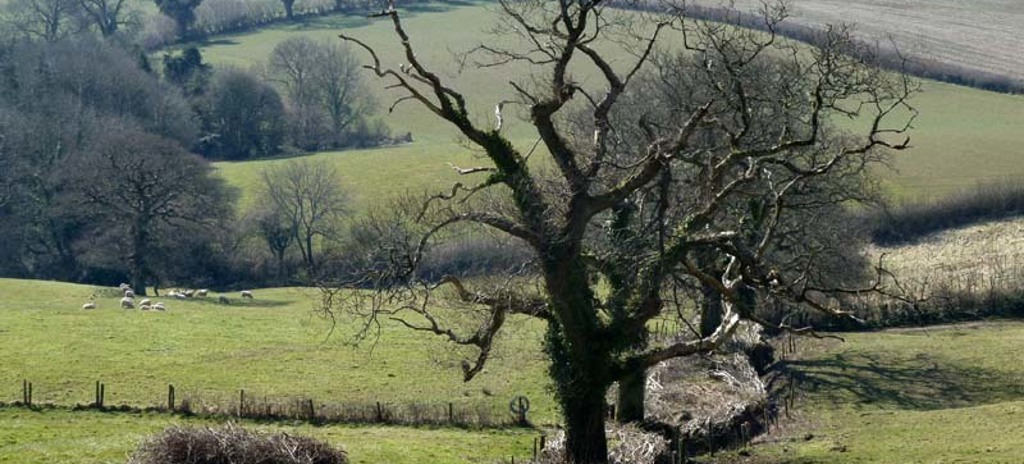 An example of traditional hedge laying