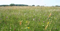 July meadow in Kingcombe Meadows