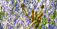 Bluebells and ferns adorn banks in May